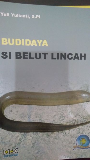 Budidaya Si Belut Lincah