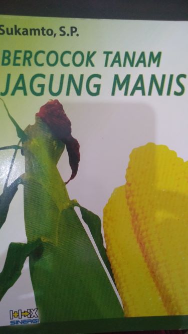 Bercocok Tanam Jagung Manis