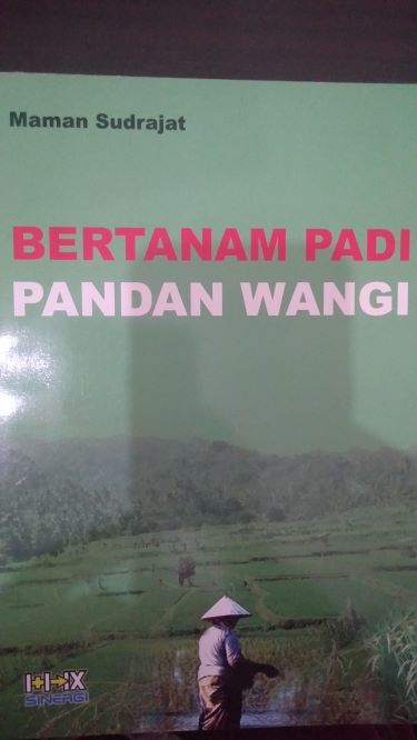 Bertanam Padi Pandan Wangi