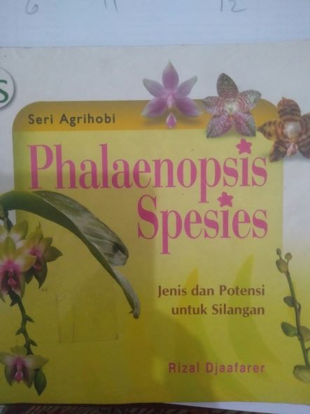 Phalaenopsis Spesies