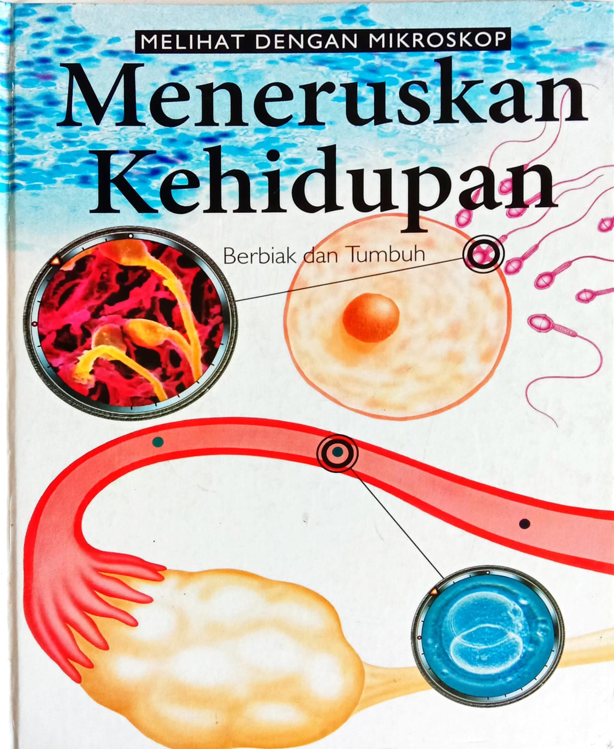 Melihat Dengan Mikroskop Menersukan Kehidupan : Berbiak dan Tumbuh 4