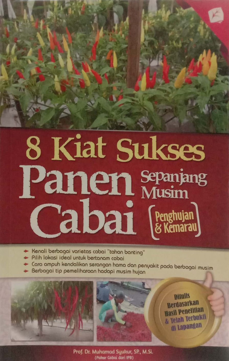 8 Kiat Sukses Panen Cabai Sepanjang Musim (Penghujan dan Kemarau)