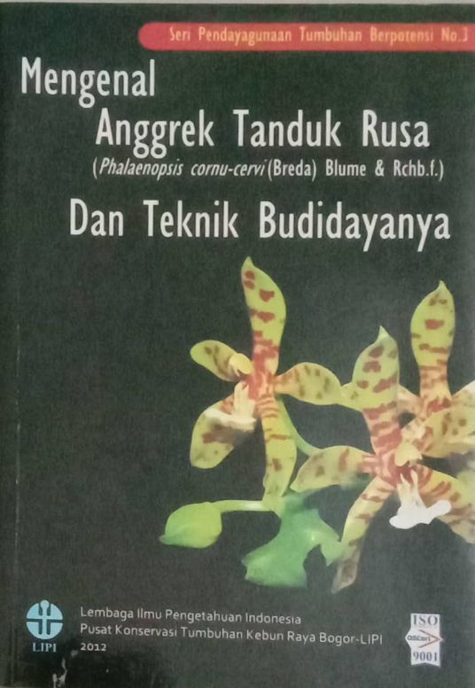 Mengenal Anggrek Tanduk Rusa (Phalaenopsis cornu-cervi (Breda) Blume & Rchb.f.) dan Teknik Budidayanya