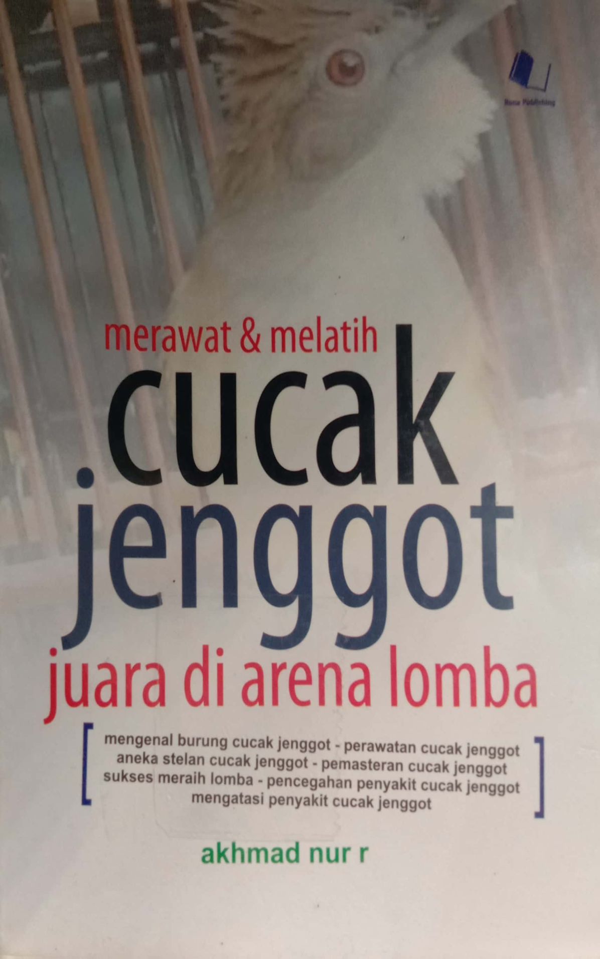 Merawat dan Melatih Cucak Jenggot Juara di Arena Lomba